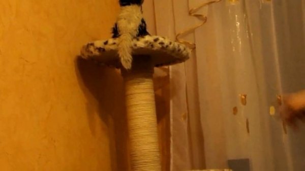 Кошкин дом,когтеточка своими руками.(Scratching Post Scratch Board Climbing Frame Toy for Cat)