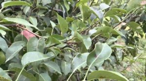 Талгарская красавица груша