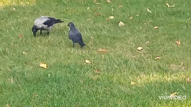 Галка и Ворона интересные моменты смотреть онлайн