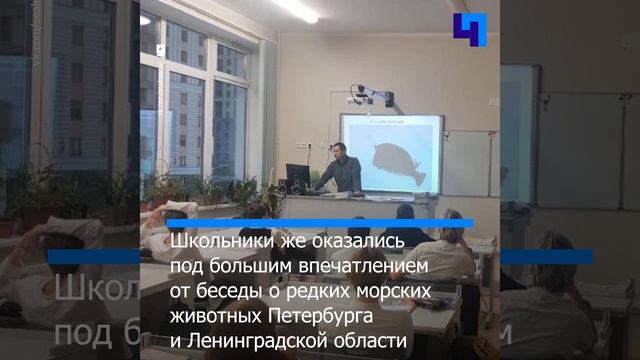 Нерпы Крошик и Шлиссик получили годовой запас мячиков от школьников из Петербурга смотреть онлайн