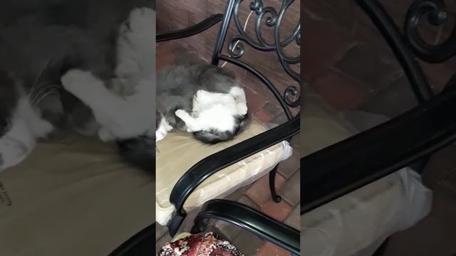 Грелка для кота.:)) смотреть онлайн