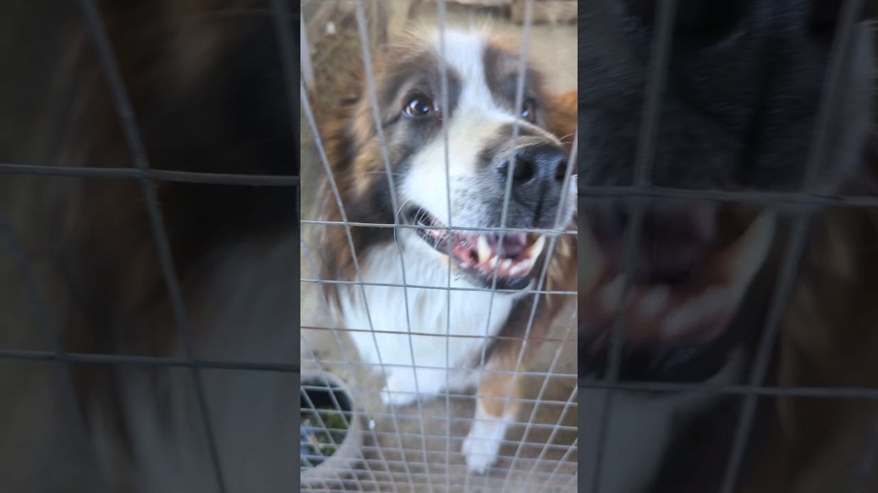 Игровой Пёсель Дроссель #shorts #dog #doglover #dogs смотреть онлайн