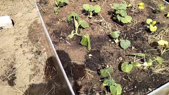 Хроника событий: Выходные на даче, день 2-ой. Немного поработали, хорошо отдохнули, а вечером домой смотреть онлайн
