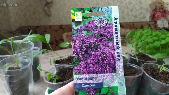 Гелиотроп, Агератум и др... Пикирую смотреть онлайн