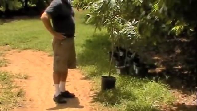 Frequently Asked Questions Growing Lychee Trees смотреть онлайн