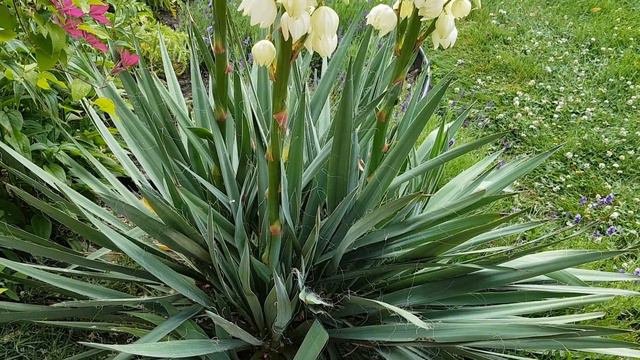 美丽端庄的丝兰 Yucca