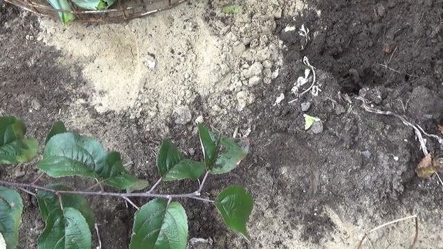 Рубим позднюю капусту и готовим её к хранению. смотреть онлайн