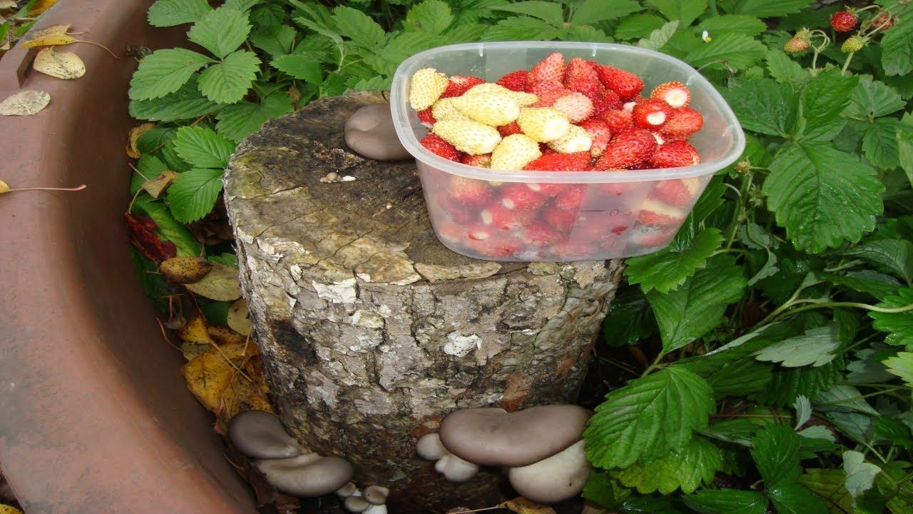 ГРИБЫ ВЕШЕНКИ И САМАЯ ВКУСНАЯ РЕМОНТАНТНАЯ ЗЕМЛЯНИКА В МОЕМ САДУ . смотреть онлайн