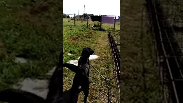 Лабрадор против тигра смотреть онлайн