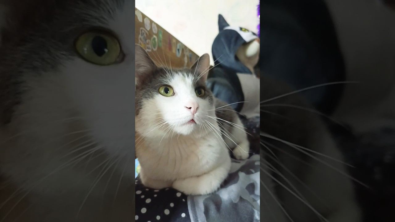 Три вещи о которых знает твой котик☺️ #коты #котики #кот #лайк #питомец #котик #мурзик #знания смотреть онлайн