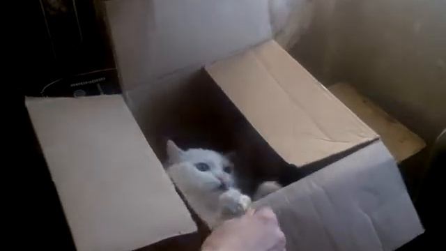 Белый глухой кот