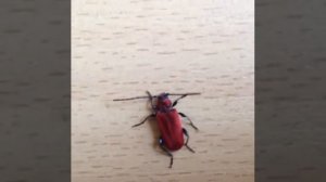 Жук-трещалка beetle Lilioceris lilii