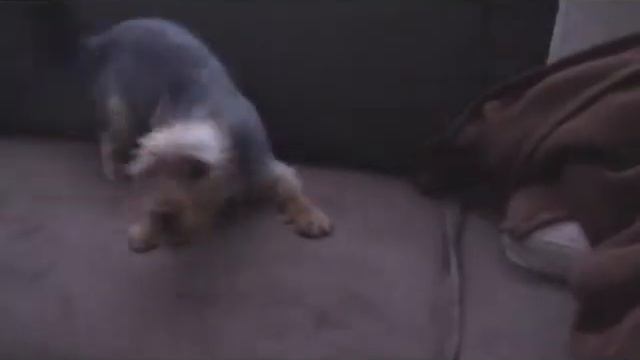 Joy,  Nice Funny Yorki