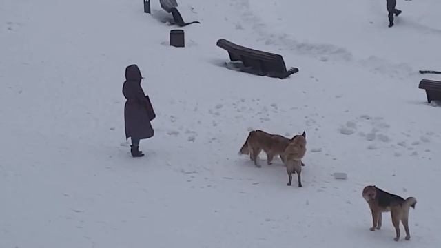 Собаки Александрия Сургут. смотреть онлайн