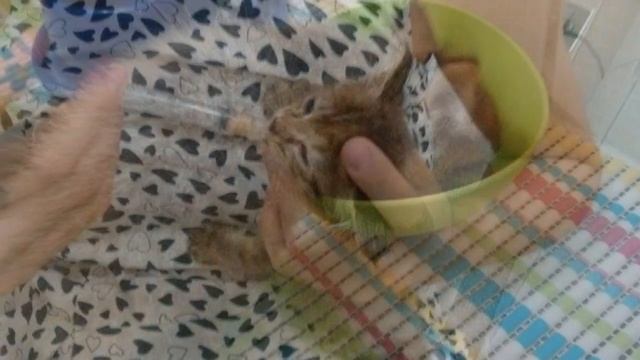 Он задыхался, но кричал, зовя на помощь… Завязанный в пакете котенок, не знал, что делать и мяукал…