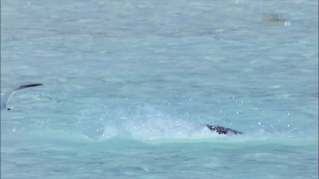 Как спариваются атлантические акулы-няньки (Ginglymostoma cirratum) ? смотреть онлайн