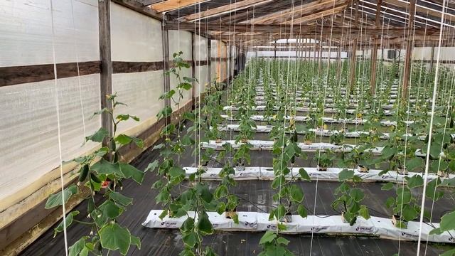 Сборы 15.03.2020- 35 кг с 3 теплиц.Медведка жрет нашу корневую систему. смотреть онлайн