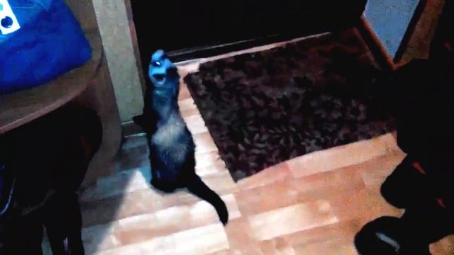 хорек - хозяин !!!