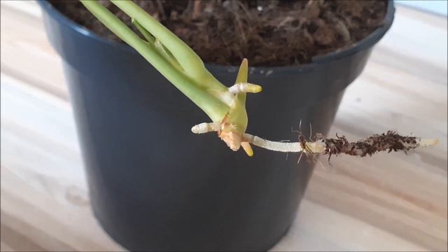 Propagation Of Anthurium By Cuttings In Water