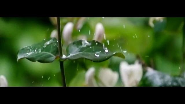 КАПЛИ ДОЖДЯ смотреть онлайн