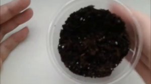 Карамбола.Высаживаем в грунт (2 этап)