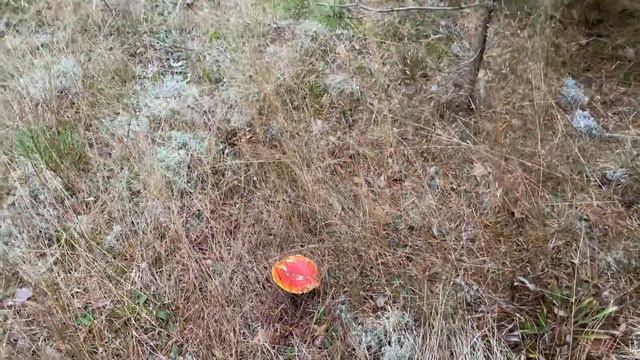 Золотой сервал на фоне золотой осени смотреть онлайн