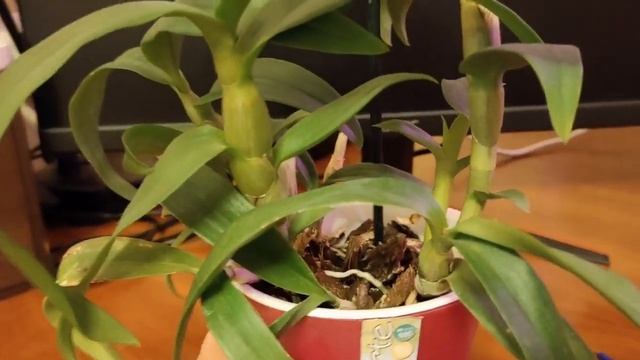 Дендрофаленопсис смотреть онлайн