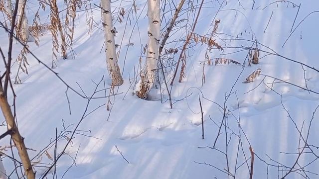 Петля на зайца. Заяц есть!!! смотреть онлайн