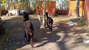 Альпаки.Монастырь.Томашовка.18.10.2023