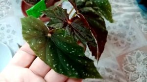 Бегонии-кейн. Ещё два десятка сортов. Красоты много не бывает.