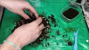 Рассаживаем маракуйю.