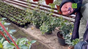 Цикламен к 8 марта. В гостях у наших клиентов Сергея и Татьяны.