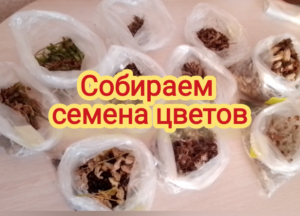 Собираем семена цветов самостоятельно