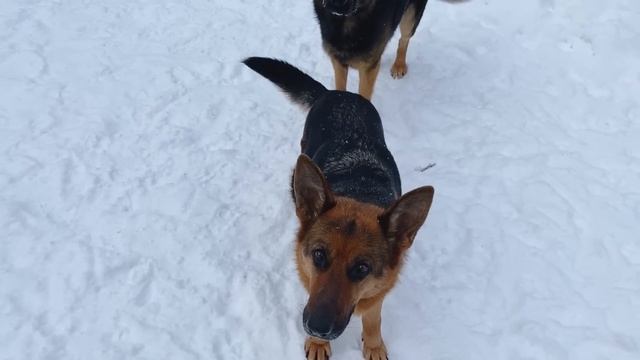 УЖЕ 62 ДНЯ НОСИТ ЩЕНКОВ смотреть онлайн