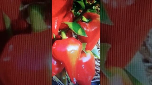 Перец сладкий: Ратунда, Леся, Калифорнийское Чудо! смотреть онлайн