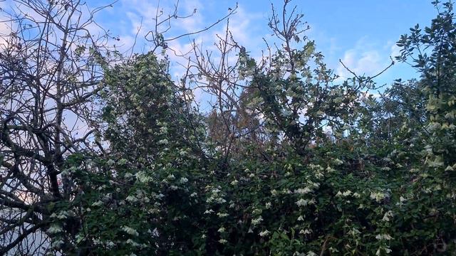 זלזלת הקנוקנות מטפסת על עצים ظيان جبلي Clematis Cirrhosa Climbs On Trees