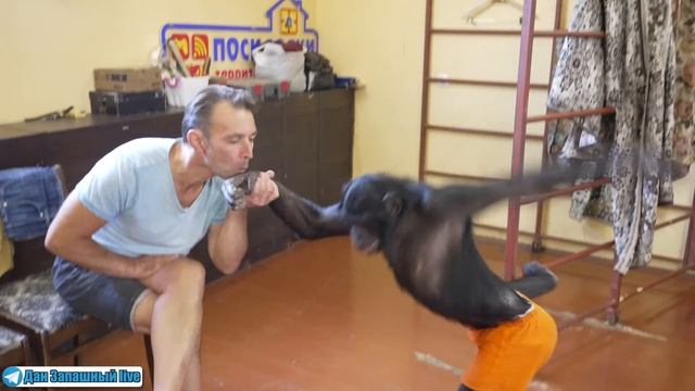 Теперь всё будет по другому / Шимпанзе играет с собакой / О новостях на ближайшем стриме смотреть онлайн