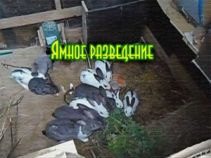 Разведение кроликов в яме.