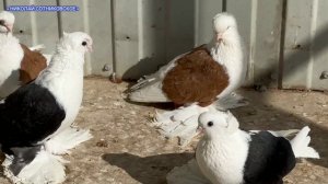 Бокатые голуби Ставрополья