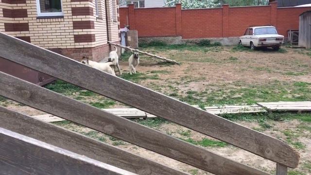 Щенки кангала. Питомник "АНТАЛКАЯ" смотреть онлайн