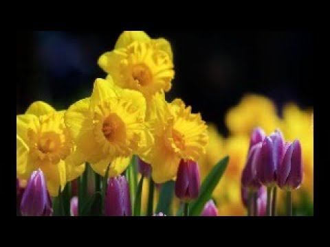 Хочу пообщатьтся с моими дорогими подписчиками смотреть онлайн