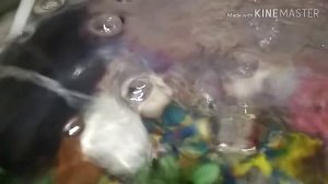 Мои золотые рыбки в круглом аквариуме ???