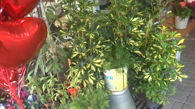 Магазин цветов в Аланье Турция