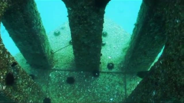 Bahrain's new artificial reefs after 16wks смотреть онлайн