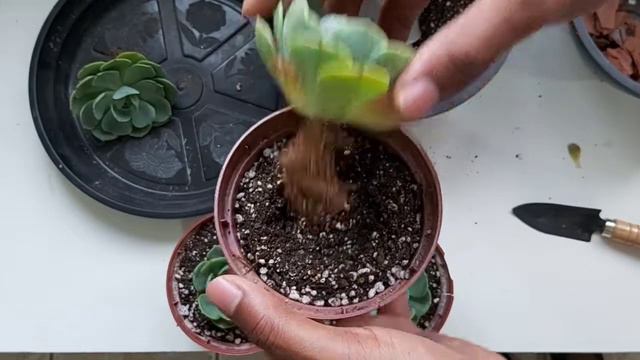REPLANTE ECHEVERIA GLAUCA - Plantei as glaucas compradas no YouTube, Como plantar suculentas, Dicas смотреть онлайн