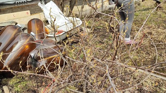 Опять проблема с рассадой ?#сибирь#дача#огород#рассада#влог#цветы#садоводство#вредители смотреть онлайн