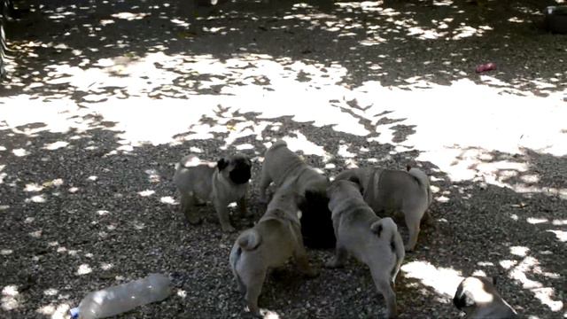 Мопсы переворачивают чашки смотреть онлайн