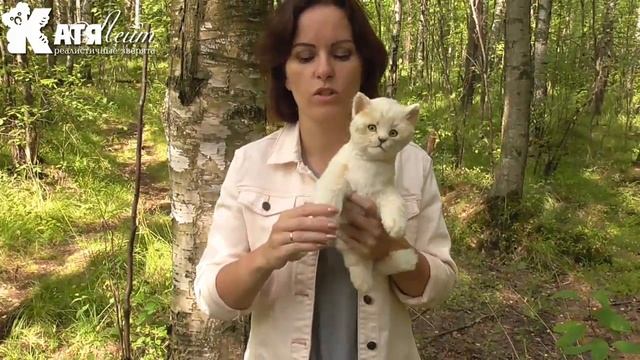 Котенок бежевый игрушка смотреть онлайн