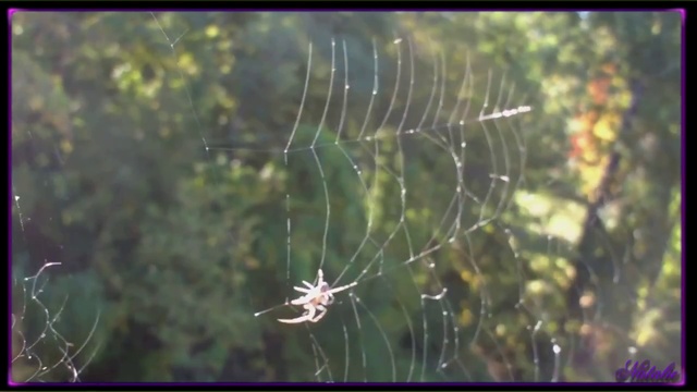 М.Девятова,Премьер Министр Печаль
