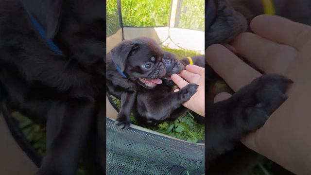 Мопсики продажа #puppy #dog #мопс смотреть онлайн